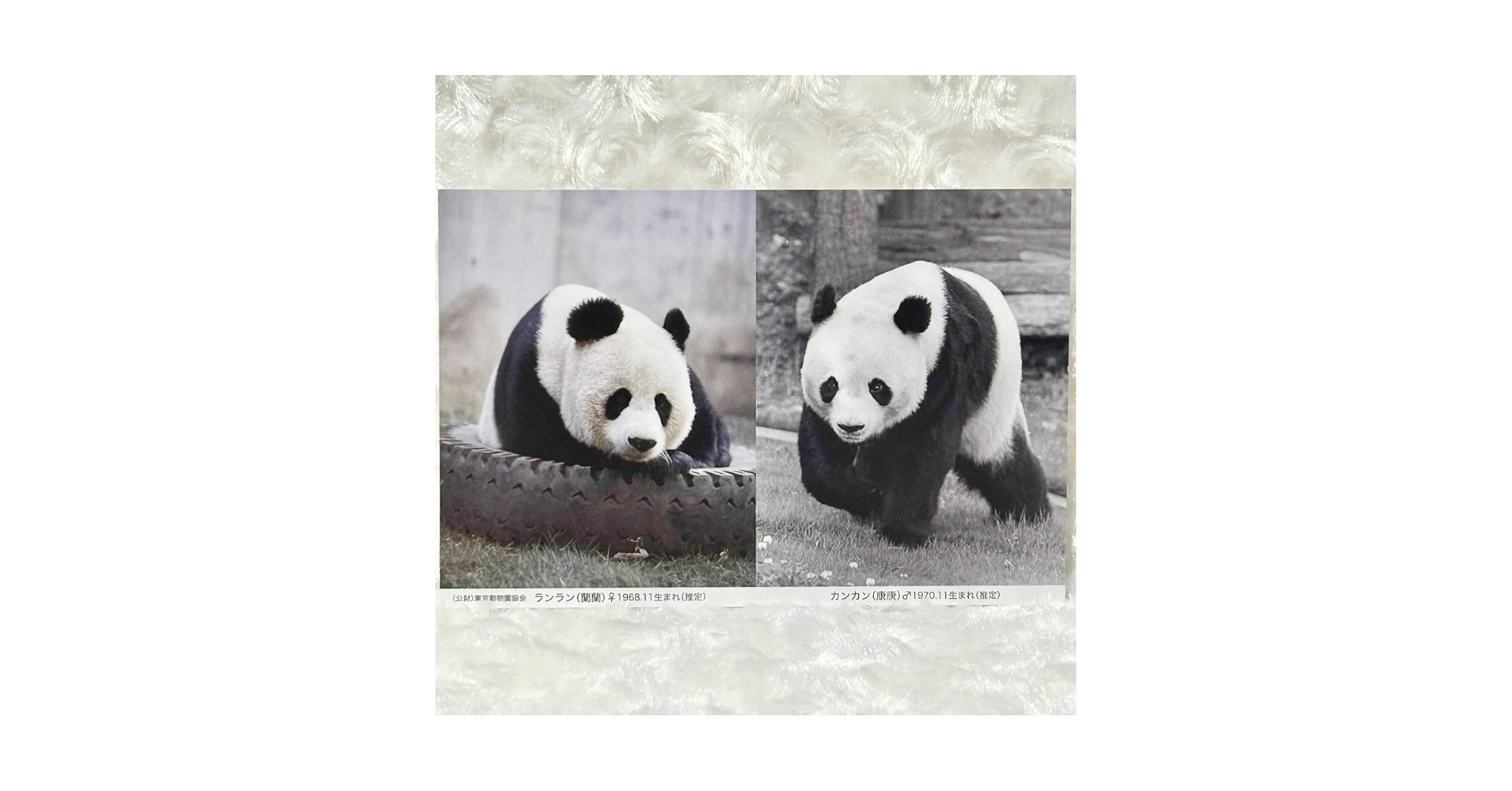 上野歴代パンダ抄本　つなぐ 上野動物園ジャイアントパンダ飼育の50年 上野動物園 歴代のジャイアントパンダ - YouTube