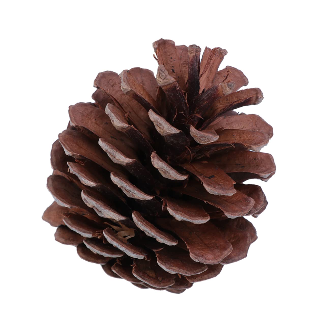 50stücke Natürliche Für Weihnachtsbaum-Dekoration -Dekoration Winterdeko Tischdeko Bastelmaterial Haus Und