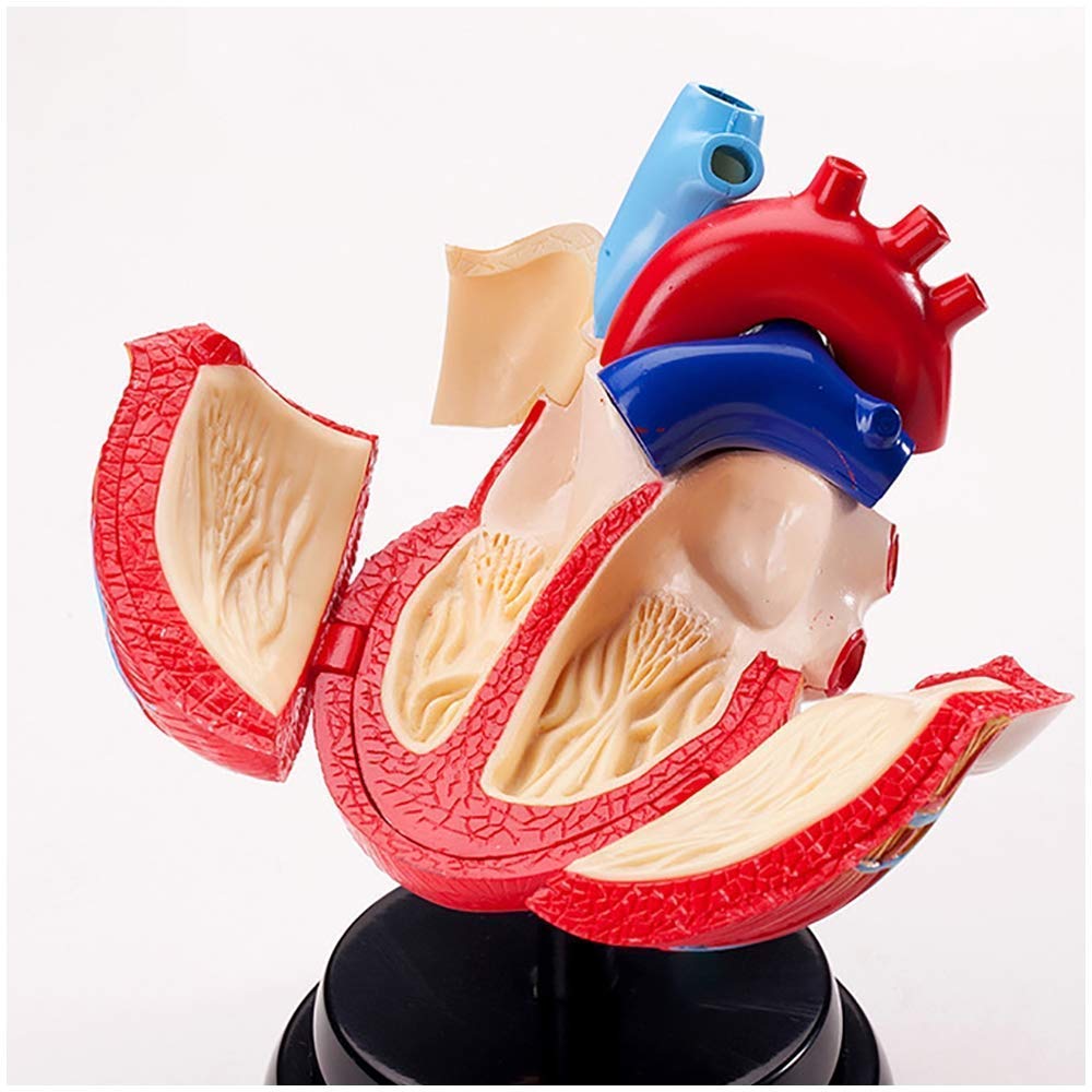 Buy zjliudp Educational Model Anatomical Human Heart Model Life Size