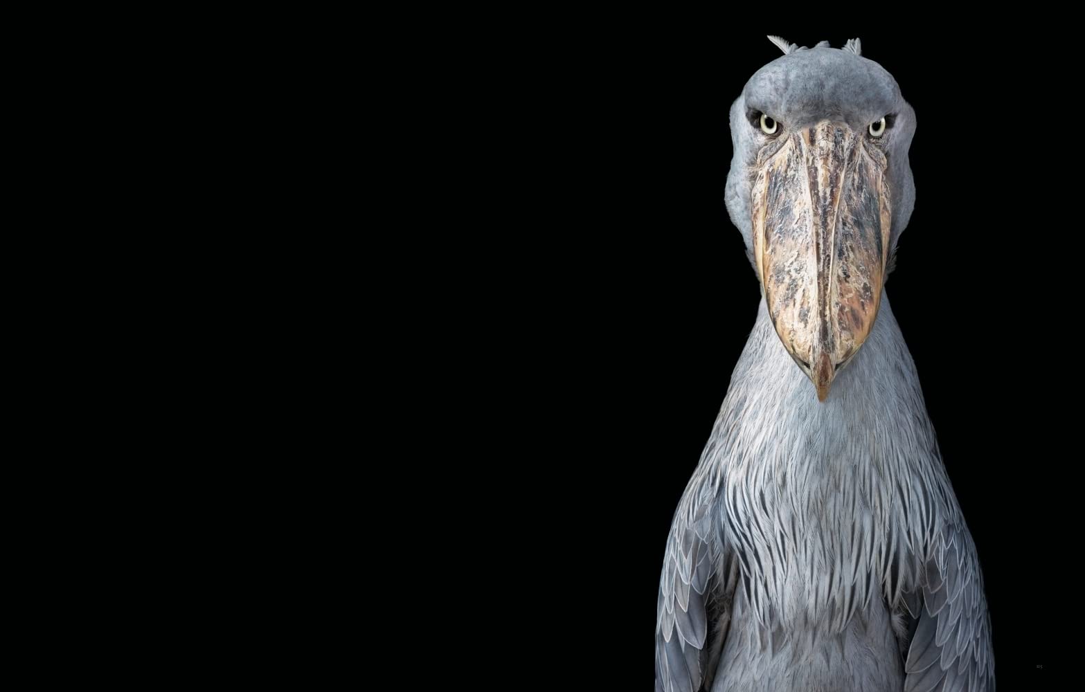 Vögel: Eine fotografische Liebeserklärung in Porträts. Foto-Bildband Vögel der Welt. Wissensbuch des Jahres 2022