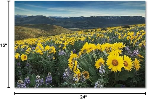 Miniatura 7 de Trademark Fine Art WAP01796-C1624GG Methow Valley Wildflowers IV, 16x24