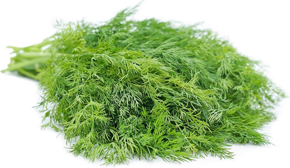 AllThatGrows Dill Culinary Herb Soya Seeds - Pack of 500 Seeds (B07WH2THX4) Amazon Price History, Amazon Price Tracker