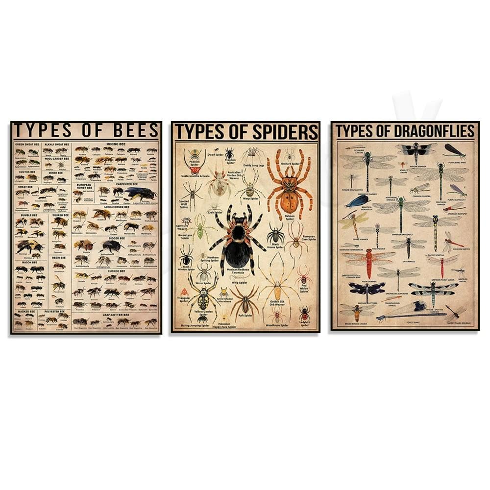 Baibexing Types Of Spiders, Types Of Dragonflies, Types Of Bees Vintage Print, Knowledge Poster, Knowledge Art, Educational Wall Decoration 21X30Cmx3Pcs Sin Marco
