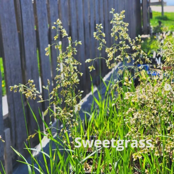 3 Pack - Organic Sweetgrass Live Plants 3" Pot - Vanilla Grass, Buffalo Grass - Native Herb for Smudging, Healing, Spiritual
