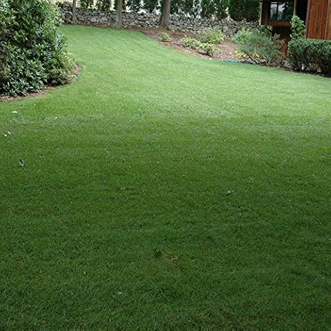 Outsidepride SPF-30 Hybrid Bluegrass Seeds - 10 lbs. Heat & Drought Tolerant, Texas Bluegrass & Kentucky Bluegrass Seed Mix for Challenging Climates, OptiGrowth Coated for Better Establishment Cover