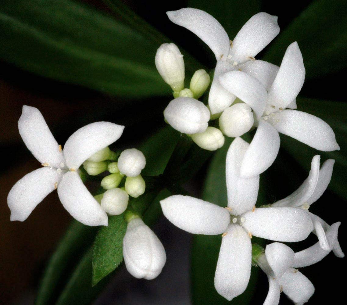 Portal Cool 15 Semi Woodruff fragranti/Bedstraw/Piccolo Giglio Della Valle/Asperula Odorata
