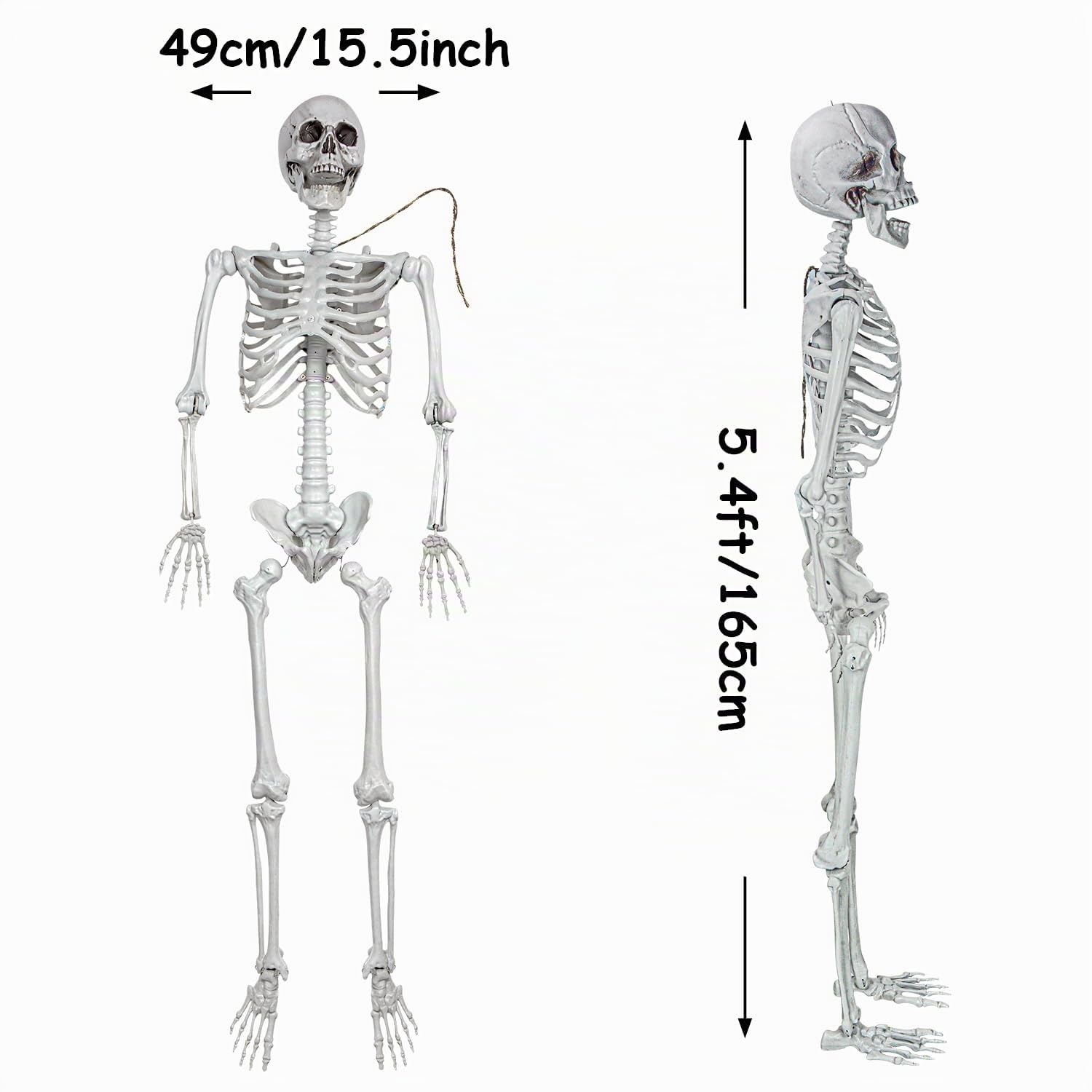 XONOR 165cm Halloween bewegliches Skelett Realistische menschliche Skelette Ganzkörperknochen mit beweglichen Gelenken für die Halloween-Dekoration