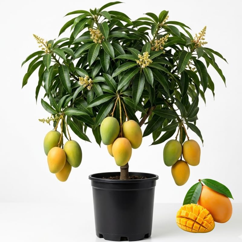 - No CA, Thai Mango Trees Plant Grafted, Mango Trees Live Plants, 2-3 Feet in Tall in Pot, Mango Tree for Planting