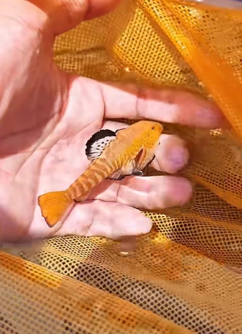 Cyberstar Hillstream Loach Super Sexy Lace Fin Limited Aquarium Live Fish