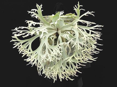 P.willinckii 'Jenny' TC�C ���t�� �i�o�i�ҕ��S�j �W�F�j�[ �r�J�N�V�_