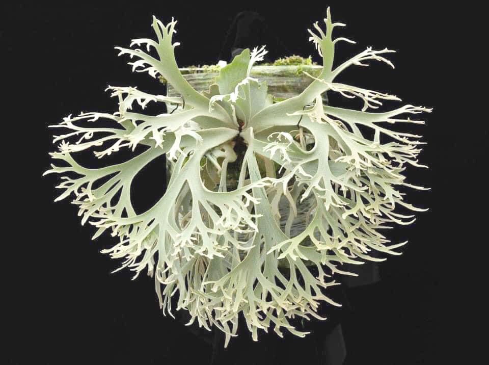 CANCEMI　ビカクシダ P.willinckii 'Jenny' TC Amazon.co.jp: P.willinckii 'Jenny' TC⑩ ＠bikamori.com （出品者