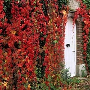 Vite canadese”Parthenocissus ampelopsis quinquefolia” 1 pianta in vaso h. 30/60 cm