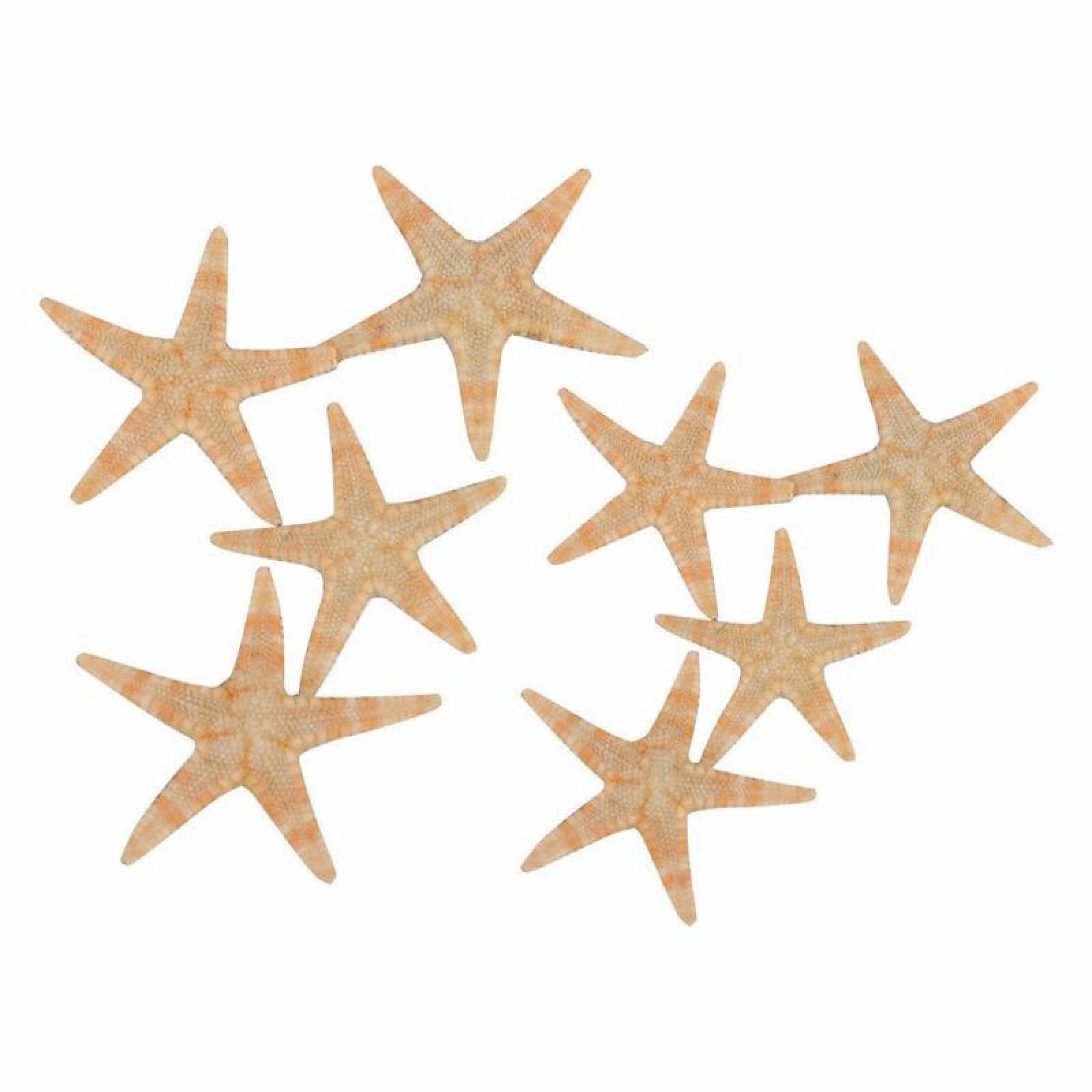 Coquillages de mer artisanat plage et mini étoile de mer bricolage déco de fabrication naturelle