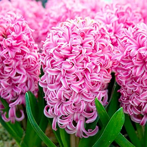 12 HYACINTH BULBS - PINK PEARL