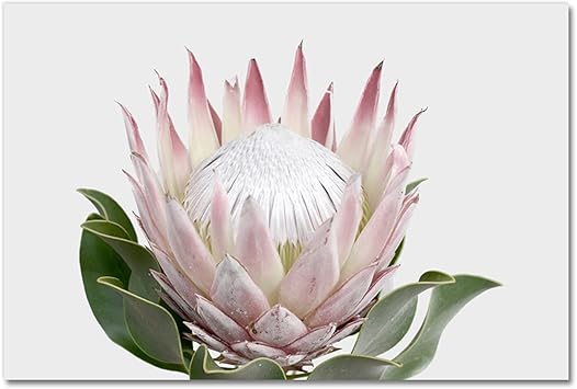 Amazon Co Jp キャンバスアートプロテアキング花植物絵植物アートポスター北欧花壁アートキャンバスプリント絵画モダンなリビングルームの装飾 ホーム キッチン Amazon Co Jp キャンバスアートプロテアキング花植物絵植物アートポスター北欧花壁アートキャンバスプリント絵画モダンなリビングルームの装飾 ホーム キッチン