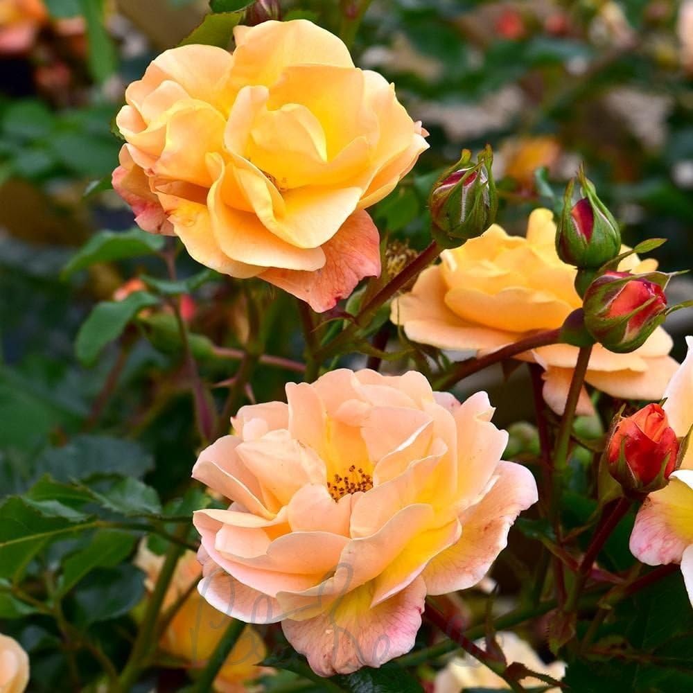 Peter Beales Roses UK Amber Flower Carpet Rose, Ground Cover, 60 x 90 cm, Semi-Double Blooms, Award-Winning