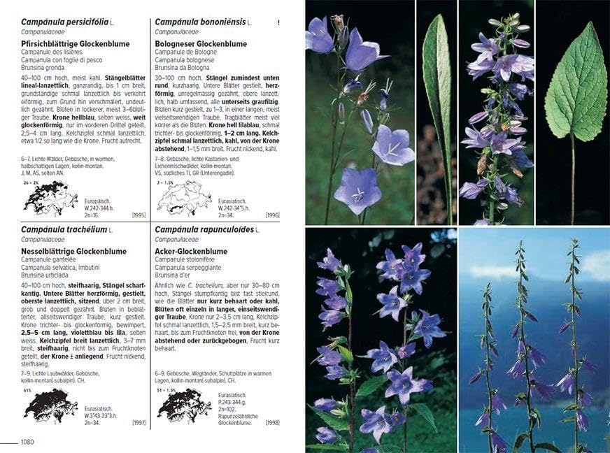 Flora Helvetica - Illustrierte Flora der Schweiz: mit Artbeschreibungen und Verbreitungskarten von 3250 wild wachsenden Farn- und Blütenpflanzen, einschliesslich wichtiger Kulturpflanzen