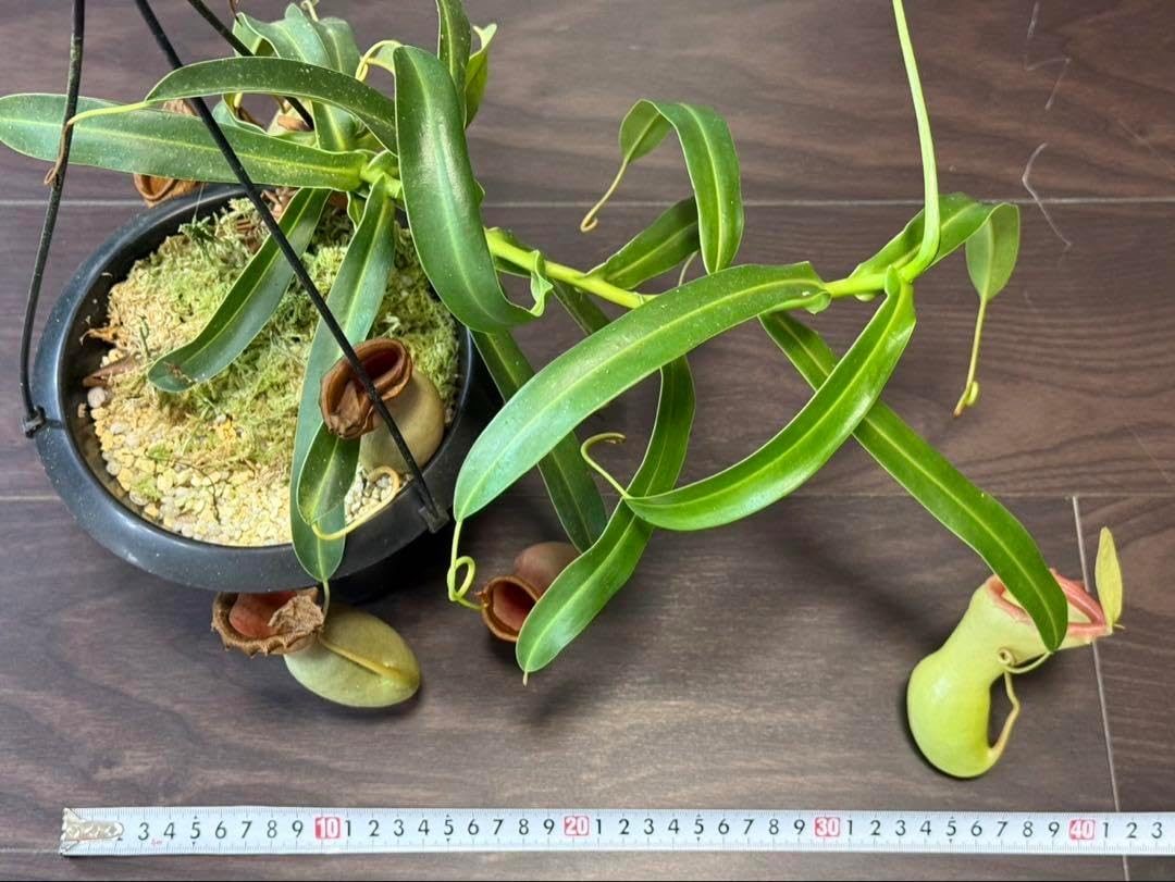 1 Nepenthes ventricosa (Quezon Prov. ) [蓋欠け・食虫植物