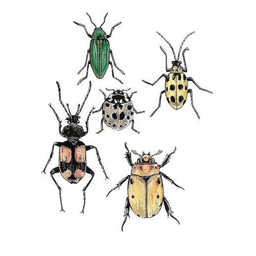 ArtDirect Curiosity Collectables No.2 Unframed Art Print Giclee Poster by NM Studio - Ready for Framing with Customization Sizes 8x10, 11x14, 16x20, 24x30, 36x45, and 48x60 Inches