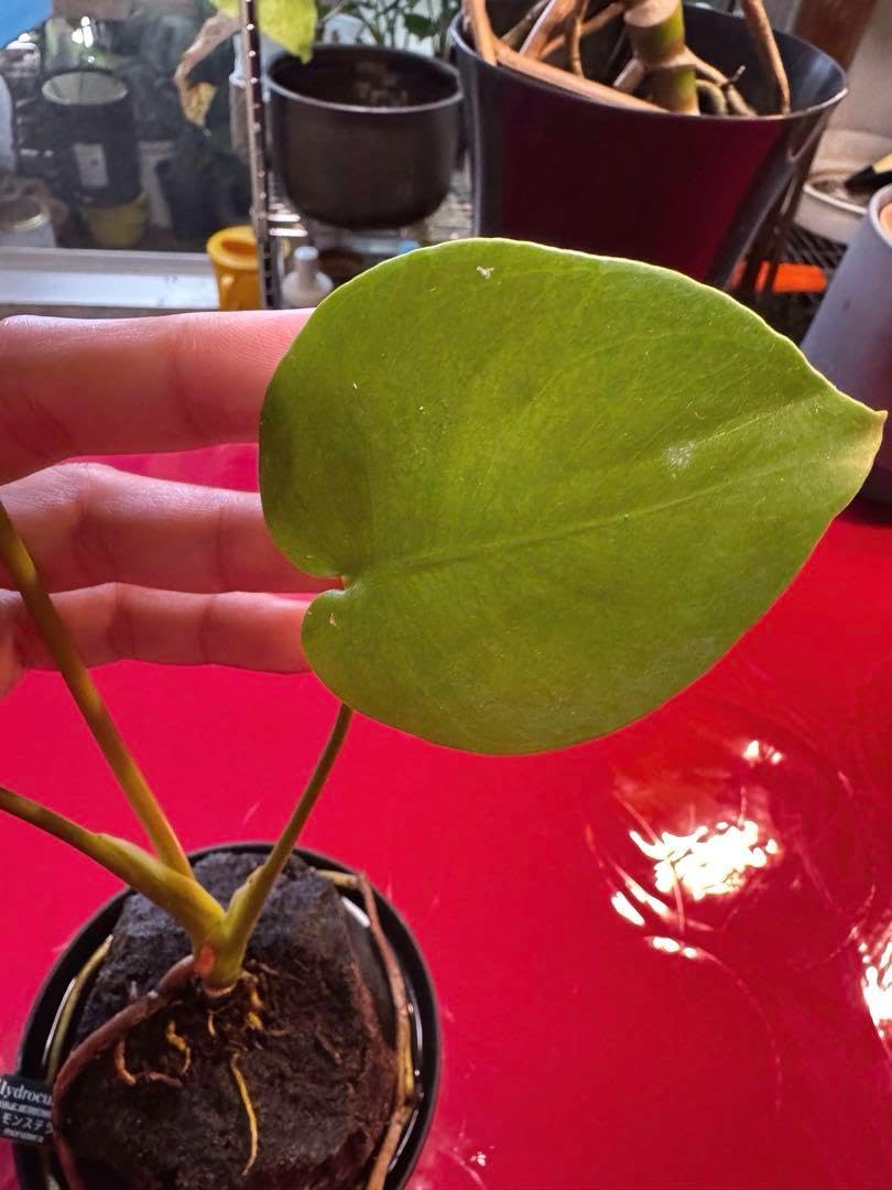 希少 本物 モンステラ デリシオーサ グリーン オン グリーン