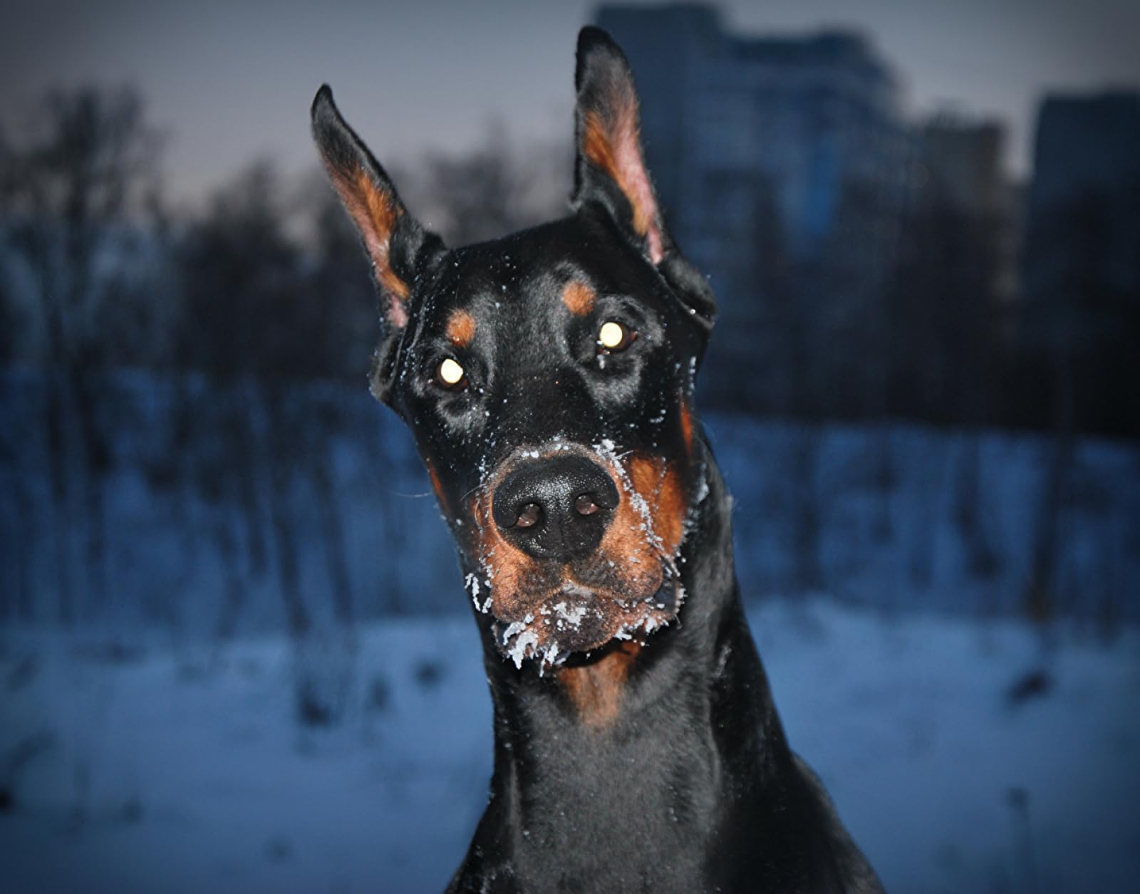 puzzle con foto puzzle 1500 pezzi Animali Doberman 87x57cm
