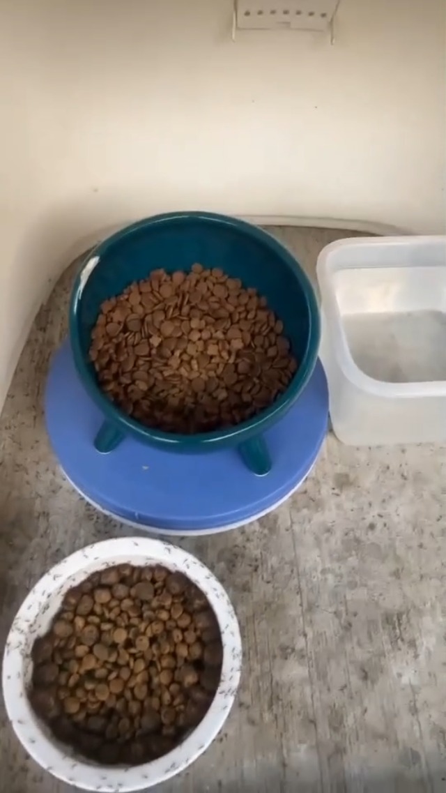 buy cheap royal canin dog food Royal Canin Breed Health Nutrition Dachshund Puppy Dry Dog Food – Petsense main image 0