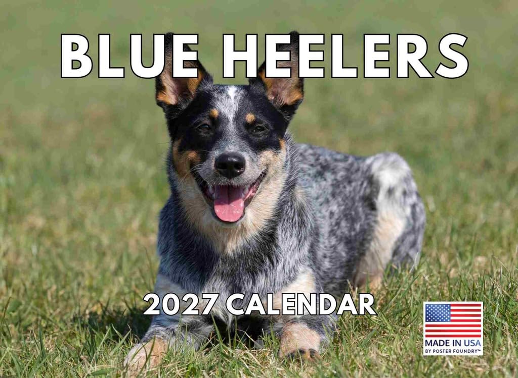 Blue Heeler Calendar 2027 Monthly Wall Calender 12 Month