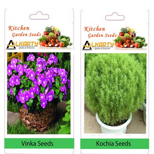 vivola and kochia Seeds (20 Each)-image-11