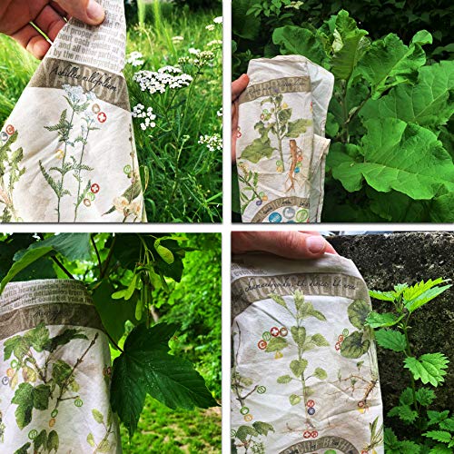 Foraging Field Reference Bandana With 12 Common Edible, Medicinal, And Useful North American Plants, Trees, And Fungus Found In Nature - 100% Cotton Made In The Usa #TOP3