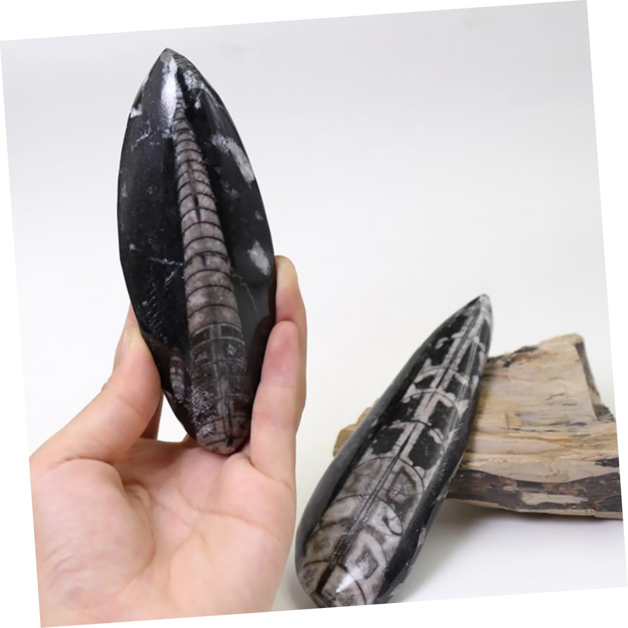 Uonlytech Fósil Orthoceras Grande para Paleontología, Muestra Natural de Paleo-océano, Modelo Educativo Decorativo para Escritorio, Pieza Única de Colección Científica, Fósil