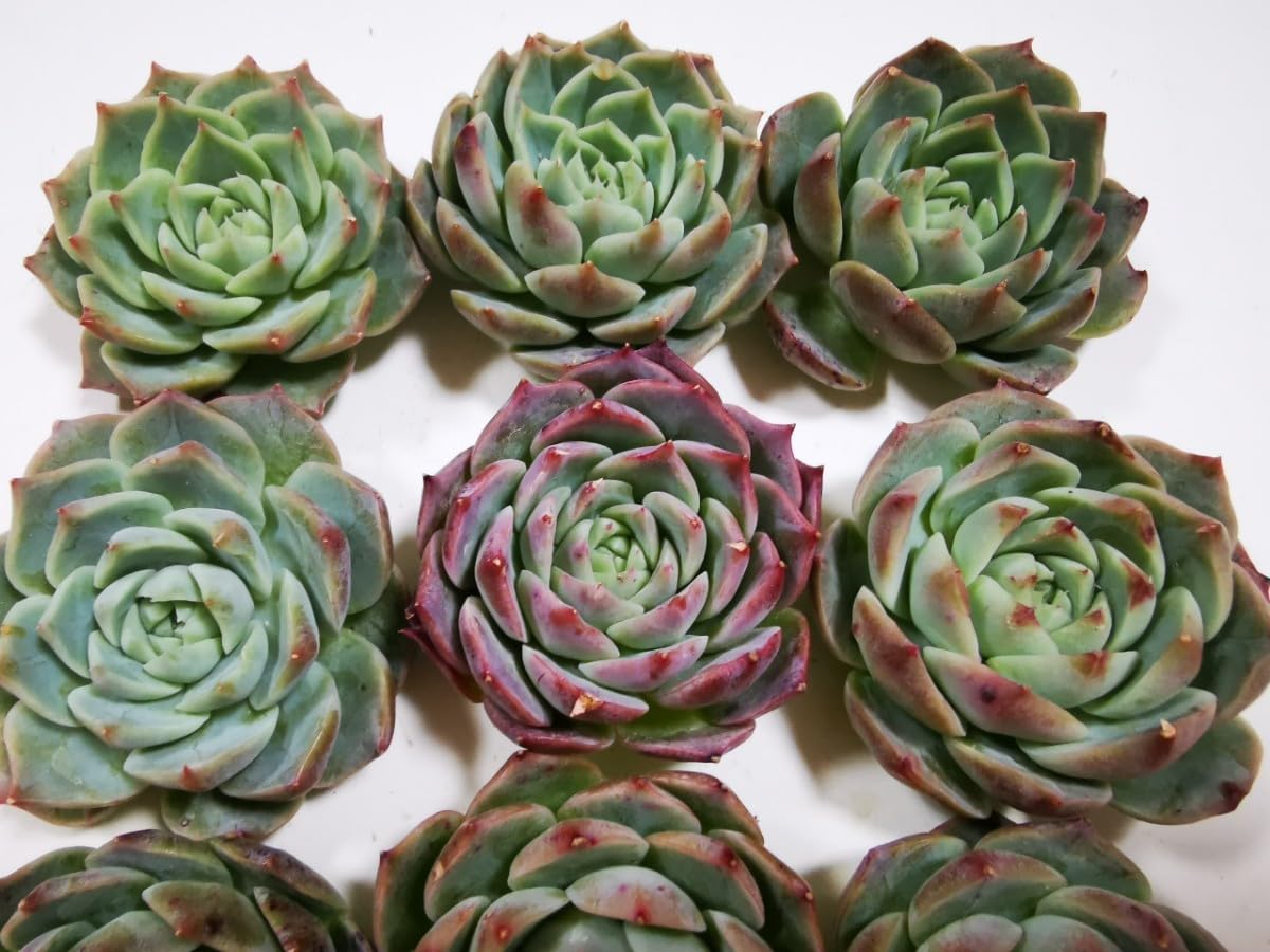 【新作】エケべリア　韓国苗　ブラックチェリー 大苗　多肉植物 　s_6103 Amazon.co.jp: サービス品 充実苗 シックスター9苗セット韓国苗多肉