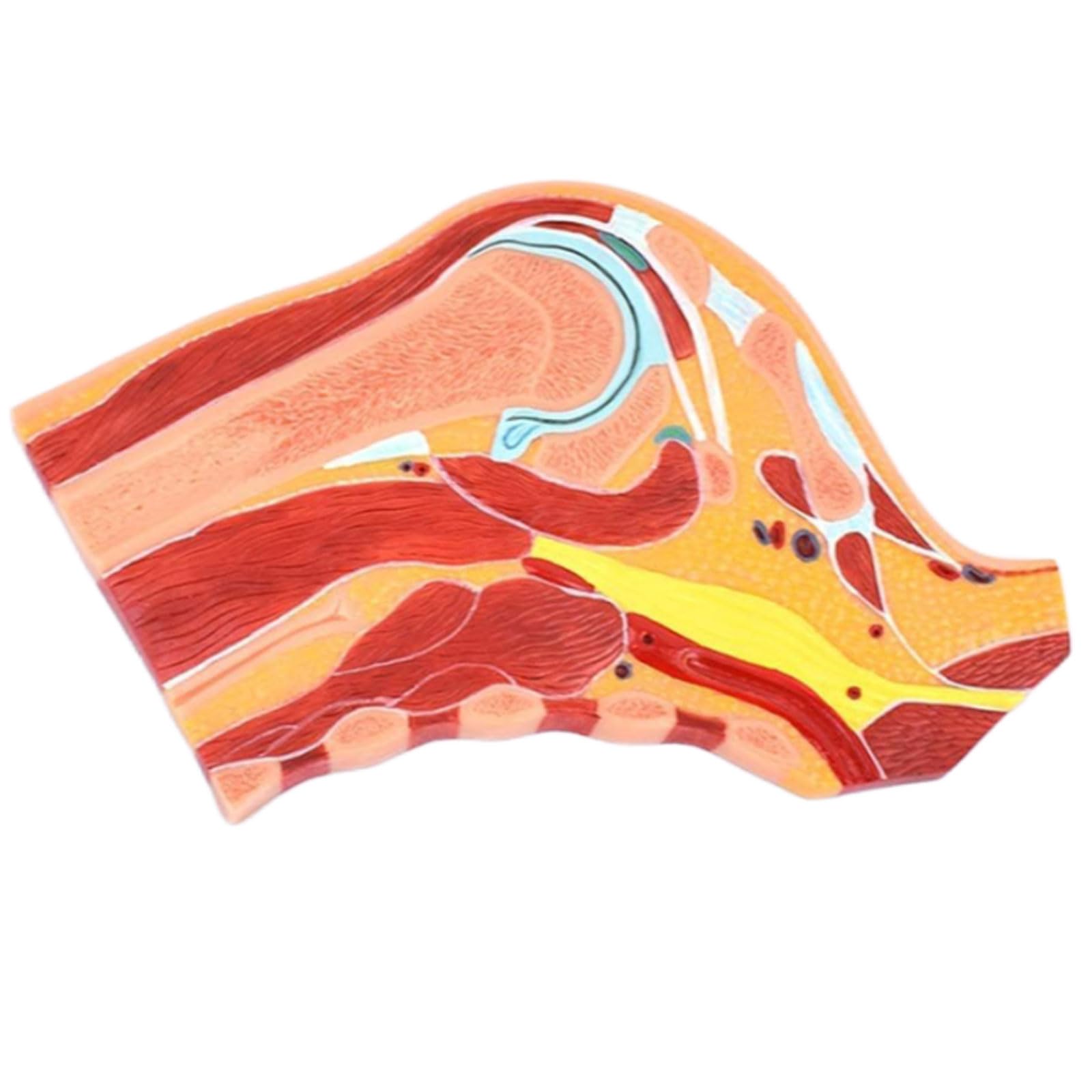 YNIYUJKL Skeletal Muscle Model Medical Joint Anatomy Model Human Shoulder Joint Model Skeleton Teaching Model For Educational Train Aid