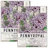 Seed Needs, Pennyroyal Mint Seeds - 1,000 Heirloom Seeds for Planting Mentha pulegium - Non-GMO & Untreated (2 Packs)