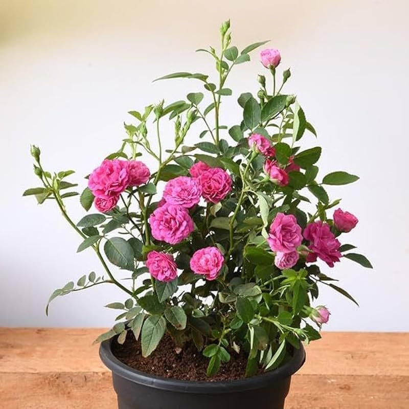 Paneer Rose Plants Live With Flowers for Planting Pack of 1 (B0D5W9Z5VQ) Amazon Price History, Amazon Price Tracker