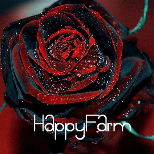 Graines De Fleurs D'Arbuste De Rosier Hybride Baccara Noir, Une Fleur De Rosier True Blood Exotique Et Fraîche