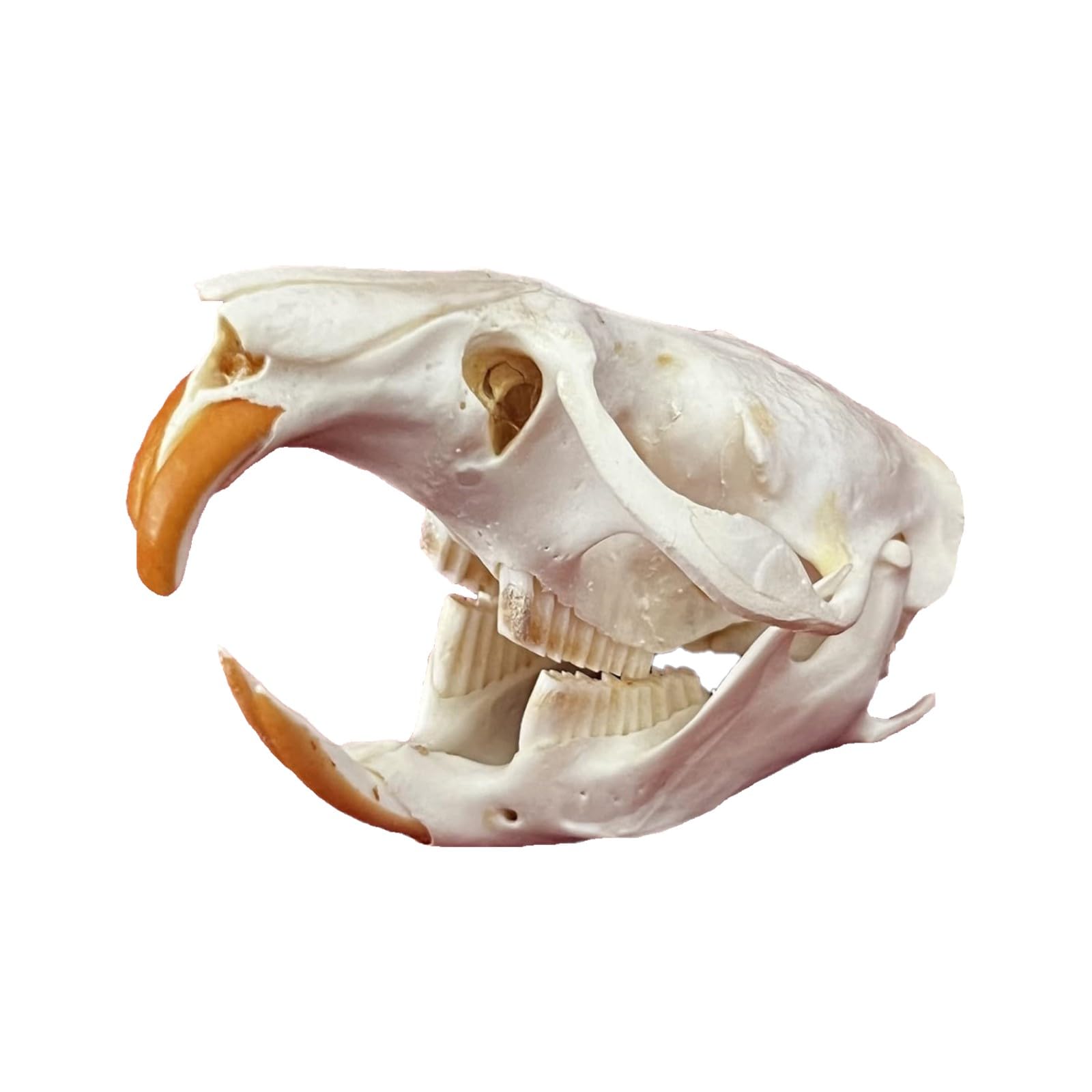 Taxidermy Animal Skulls, Real Animals Bones Specimen, Natural Skull Decoration, for Home Decor and Showcase Exhibition Muskrat Skull
