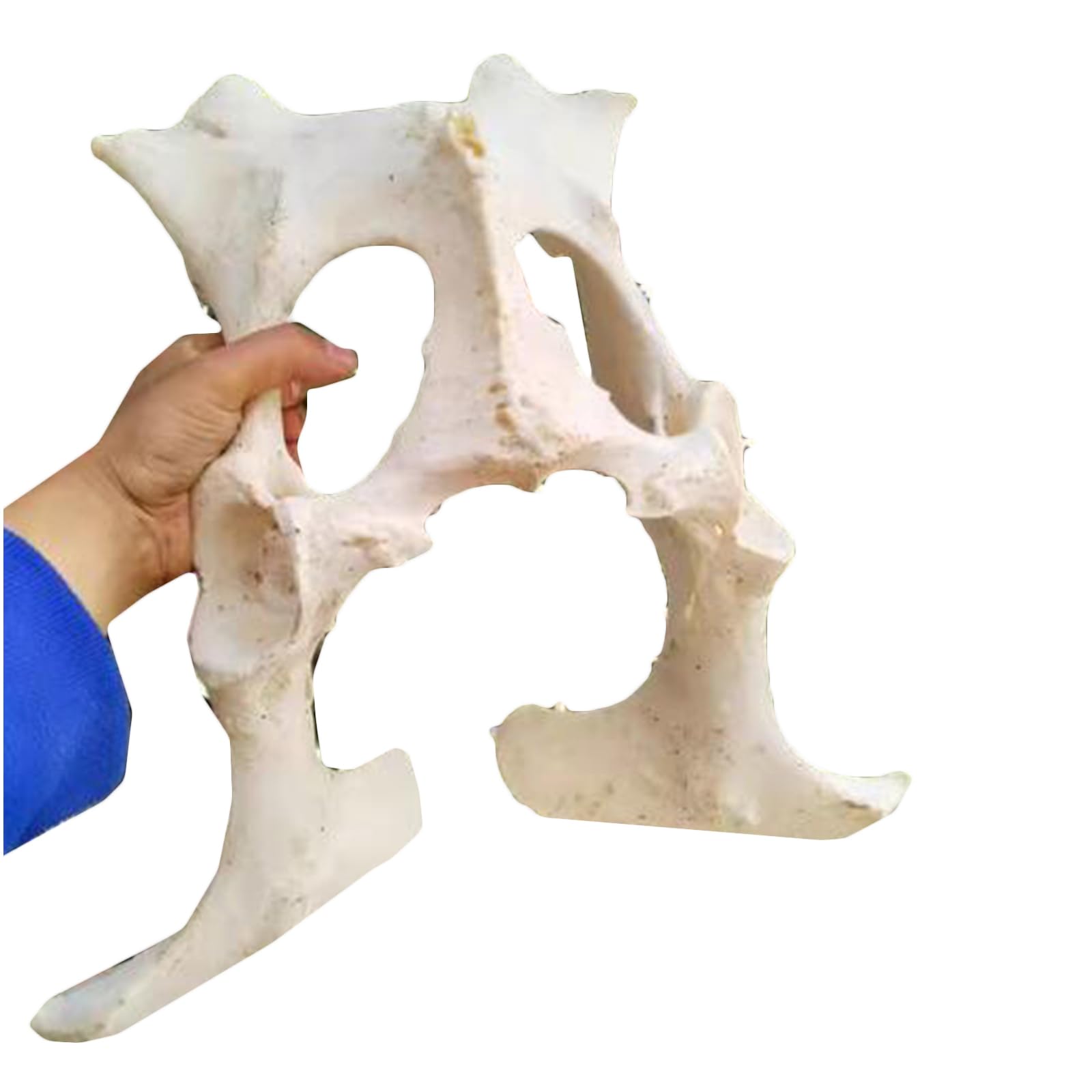 Amazon.co.jp: 牛の骨盤動物の骨格標本モデルのレプリカ。科学教育