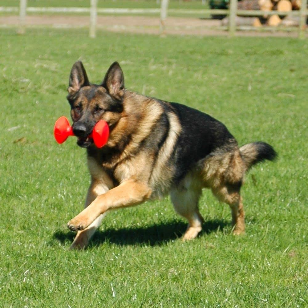 Haltère d'éducation Company of Animals - Flotte, à lancer, classique des jouets à rapporter, dressage de chiots et chiens de chasse. Accessoire pour grands chiens, super résistant (Taille L)