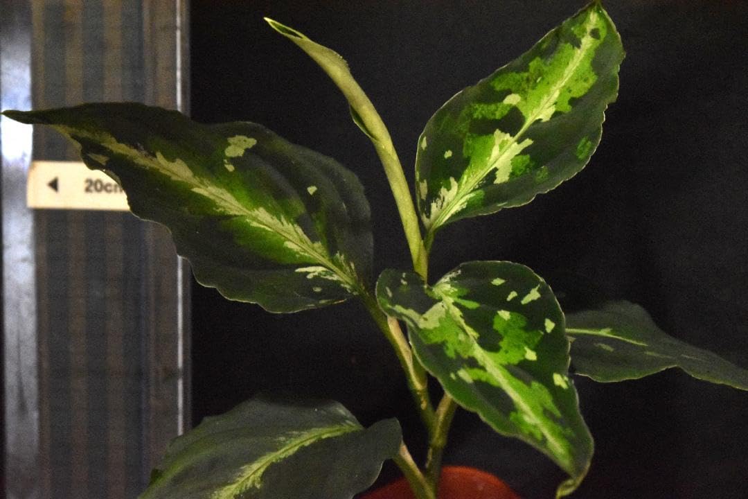 Amazon.co.jp: HW便 アグラオネマピクタム ディアボロ HW0915-5a No.2  