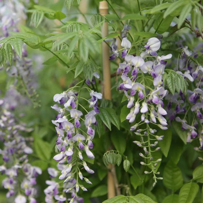 Glycine de Chine 'Prolifique' – Wisteria sinensis 'Prolific' – 50-60 cm pot