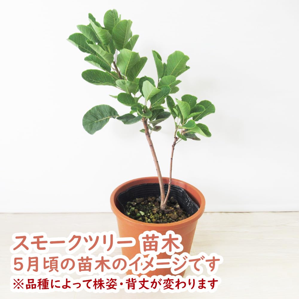 Amazon.co.jp: 富士園芸 スモークツリー リトルルビー 13.5cmポット