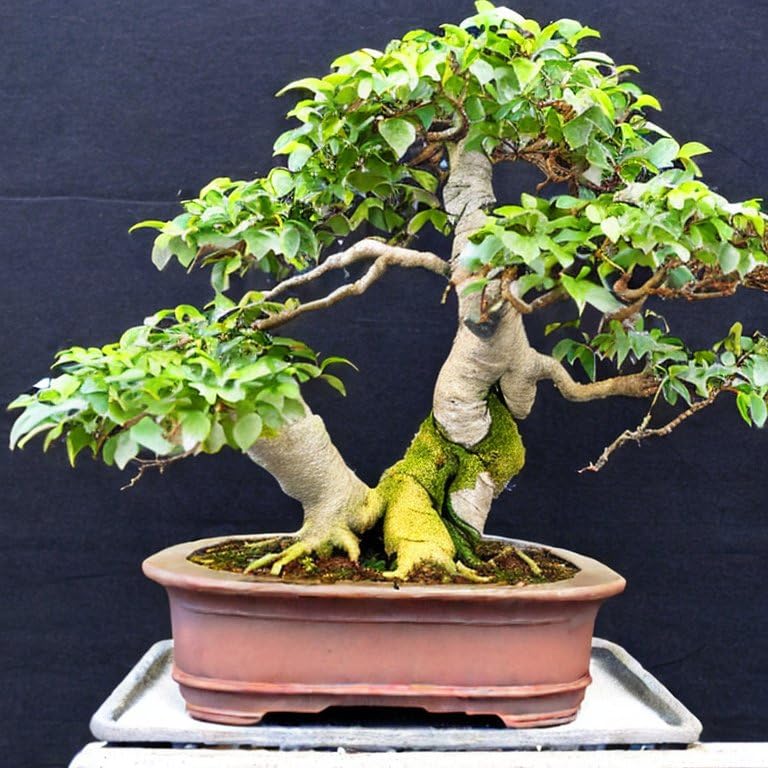 Common Fig Bonsai Ficus Carica Tropical Houseplant Seeds - 15 Rare Seeds