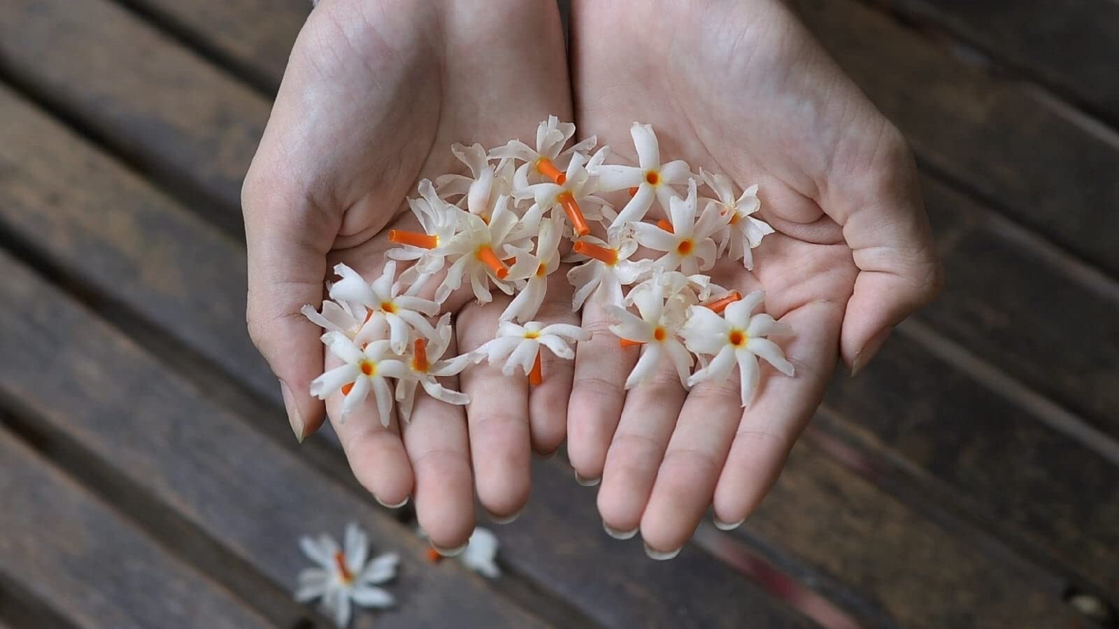 Night blooming jasmine seeds, Seeds for night blooming jasmine (10 seeds) (B0BZ4V3H1T) Amazon Price History, Amazon Price Tracker
