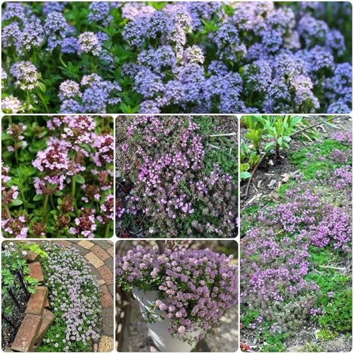 Semillas de tomillo rastrero, semillas de cobertura del suelo Semillas de tomillo para cubrir el suelo, de jardín 500pcs