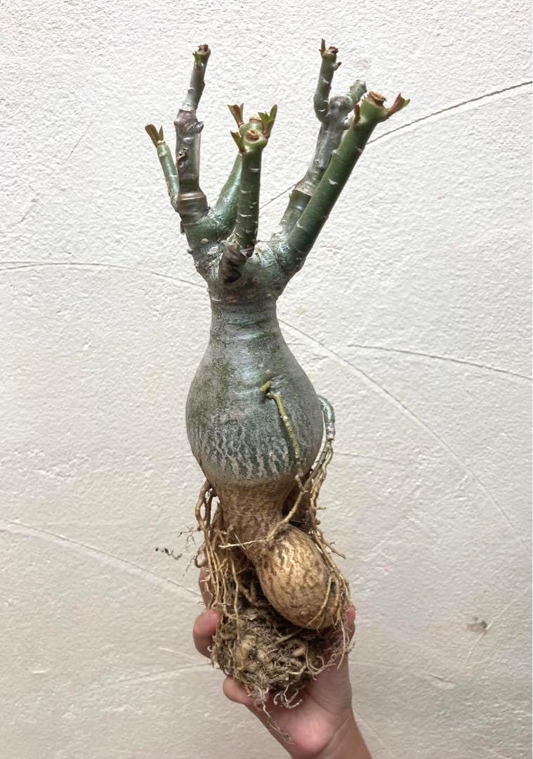 バミューダサバルヤシ 3株 バミューダサバルヤシ 3株