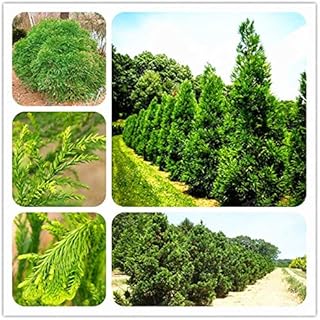 PlenTree 30 Pcs Cryptomeria Fortunei Bonsaï de cèdre Japonais Bonsai extérieur Die y s pour Jardin en Pot