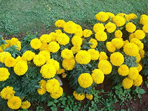 See full amazon price history chart for Creative Farmer Flower Seeds Marigold Flowers Hanging Yellow Flower Seeds For Home Garden-100 Seeds Creative Farmer Flower Seeds Marigold Flowers Hanging Yellow Flower Seeds For Home Garden-100 Seeds (B01LZZLO5I) Amazon Price History, Amazon Price Tracker