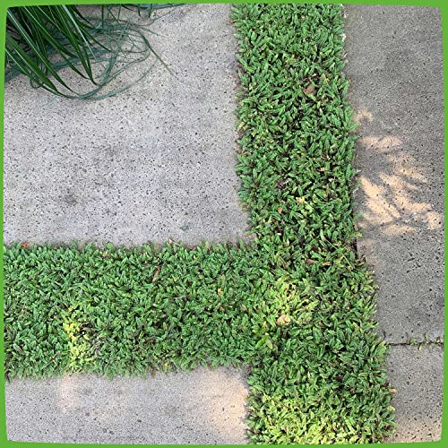 Bodendecker Winterhart Niedrig Die 15 besten Produkte im Vergleich