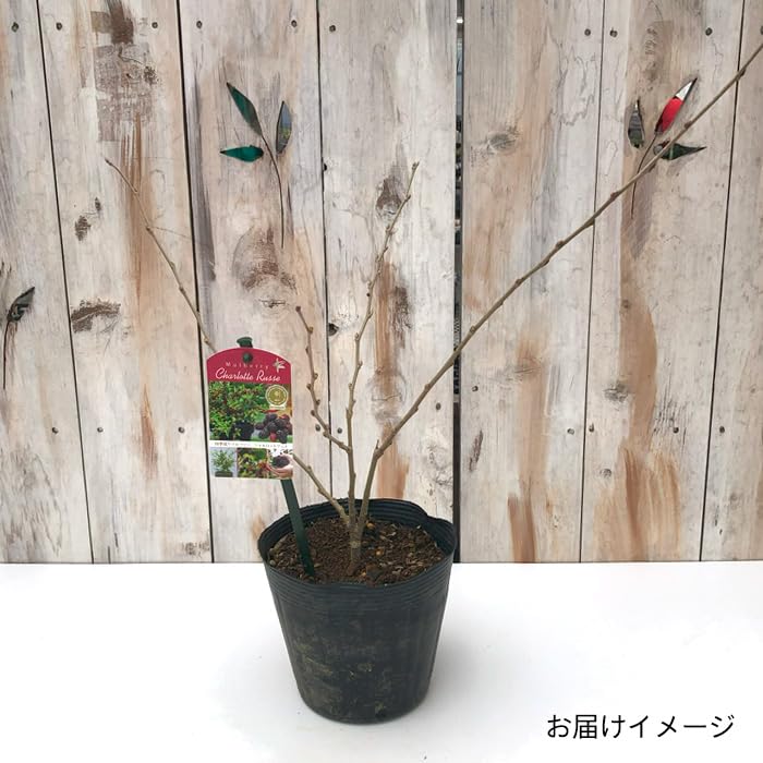 Amazon.co.jp: 四季成り マルベリー 苗 シャルロットリュス 15cm