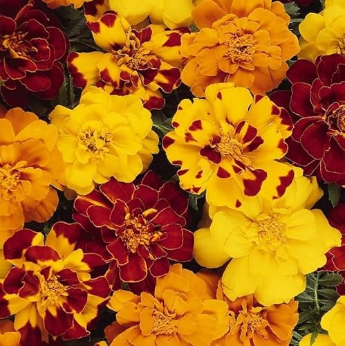 (2) Live Spectacular Flowering Plant, Durango Outback Mixed Marigold..Great for